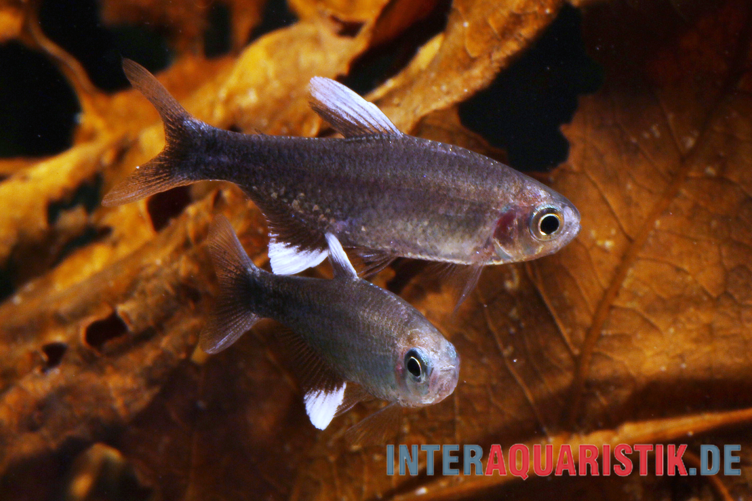 Negodagua-Salmler, Hyphessobrycon negodagua (Bahia Black Diamond Tetra), 2-3 cm DNZ